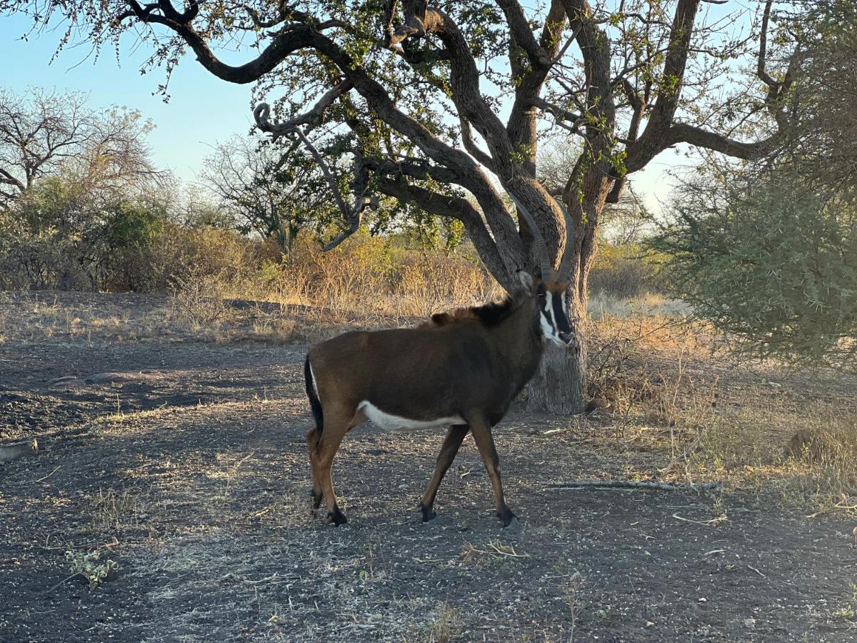 Simba Safaris African Pride Exotic Lodge Lephalale Bagian luar foto