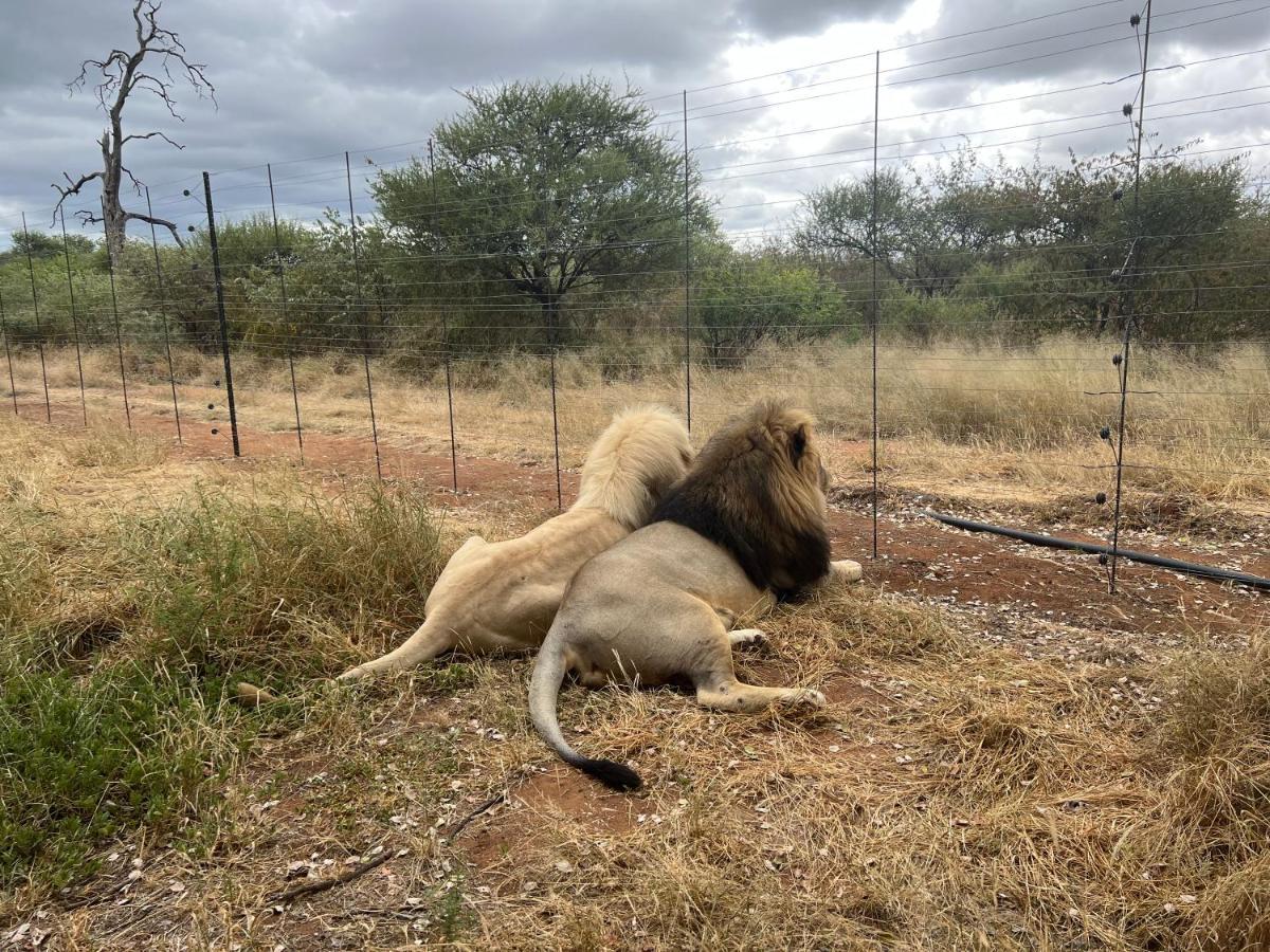 Simba Safaris African Pride Exotic Lodge Lephalale Bagian luar foto