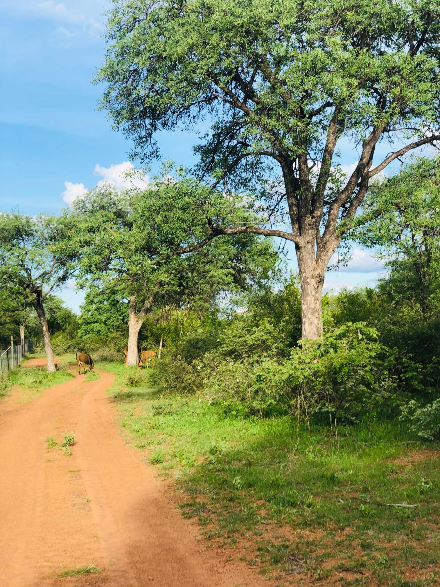 Simba Safaris African Pride Exotic Lodge Lephalale Bagian luar foto
