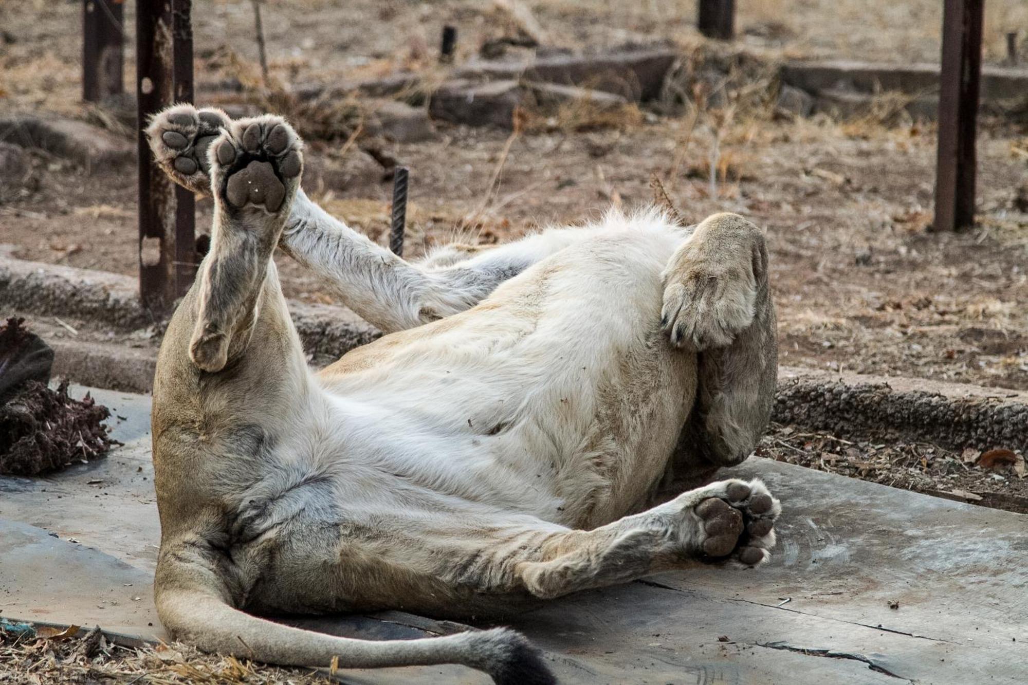 Simba Safaris African Pride Exotic Lodge Lephalale Bagian luar foto