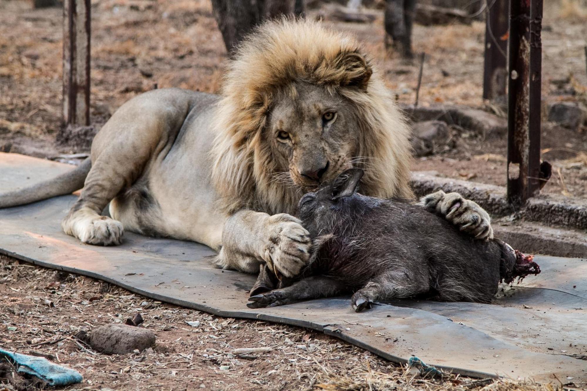 Simba Safaris African Pride Exotic Lodge Lephalale Bagian luar foto