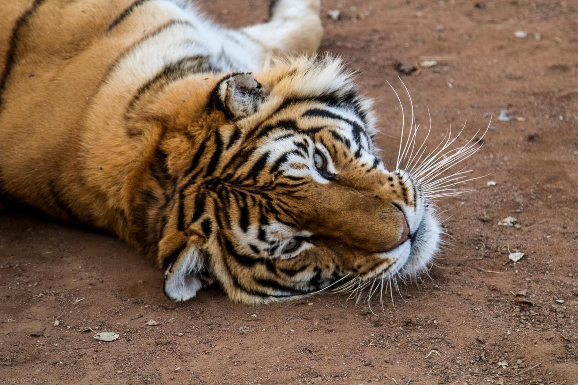Simba Safaris African Pride Exotic Lodge Lephalale Bagian luar foto