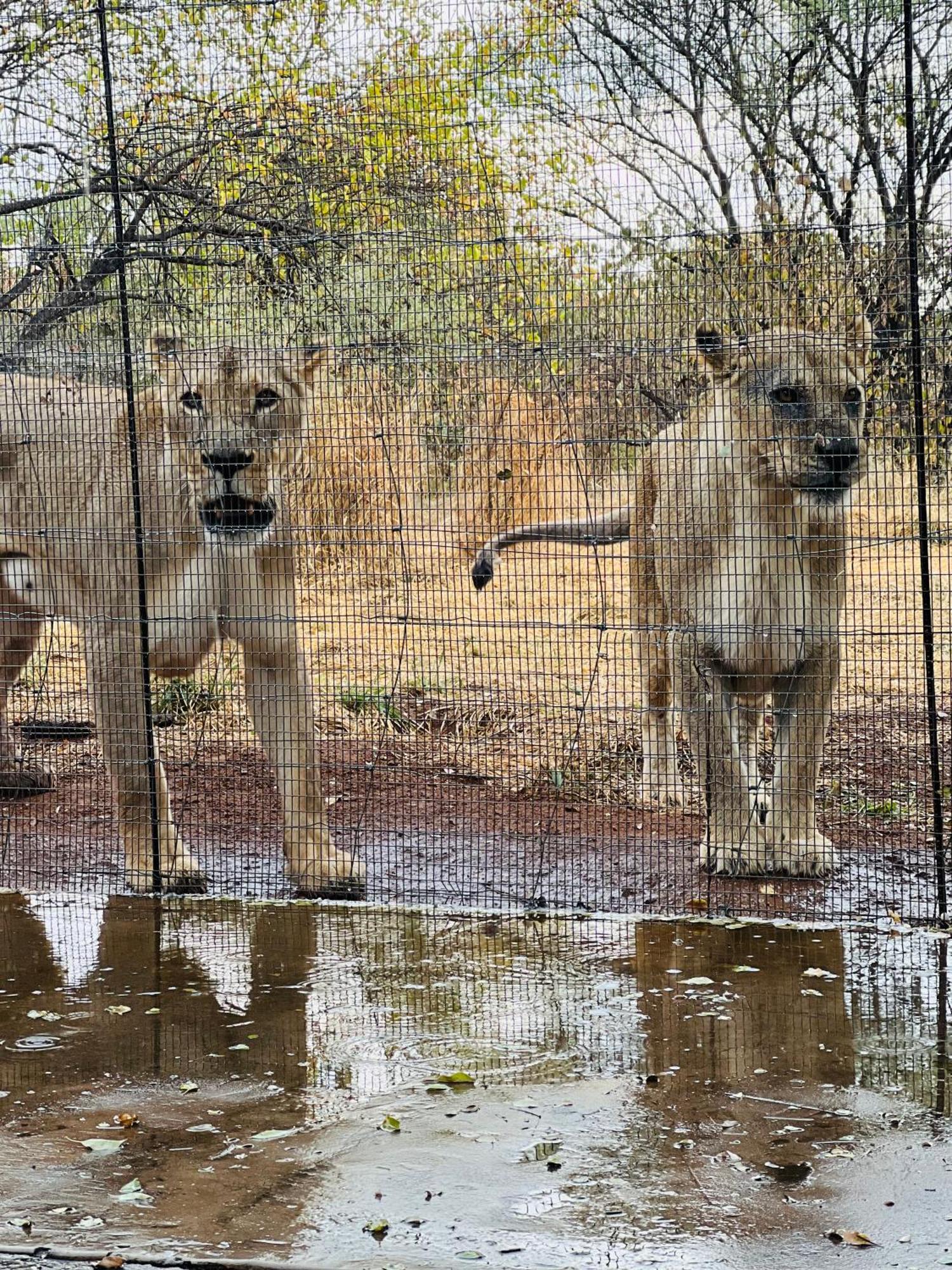 Simba Safaris African Pride Exotic Lodge Lephalale Bagian luar foto