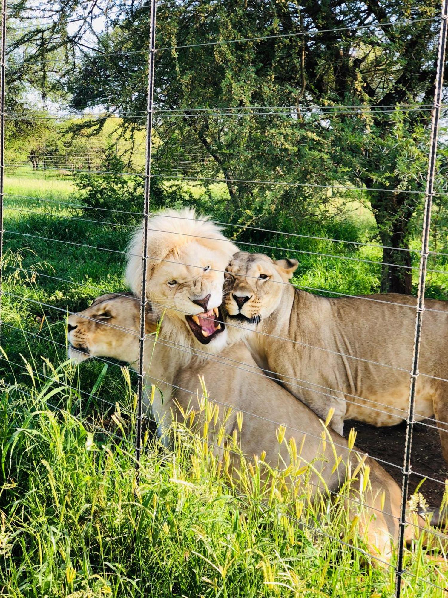 Simba Safaris African Pride Exotic Lodge Lephalale Bagian luar foto