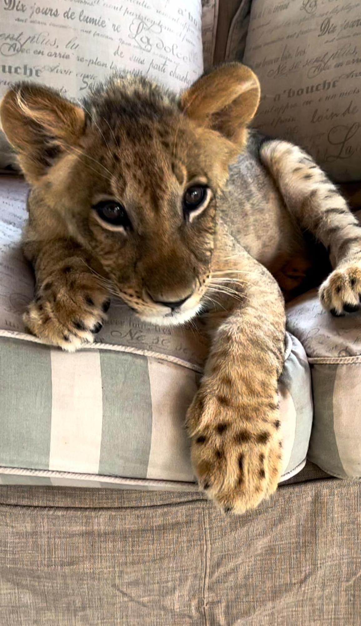 Simba Safaris African Pride Exotic Lodge Lephalale Bagian luar foto