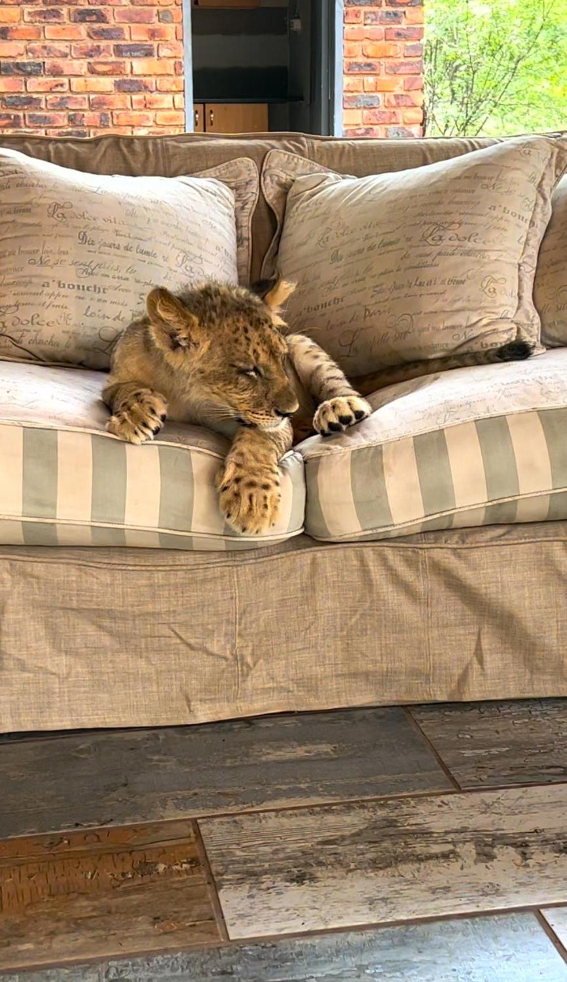 Simba Safaris African Pride Exotic Lodge Lephalale Bagian luar foto