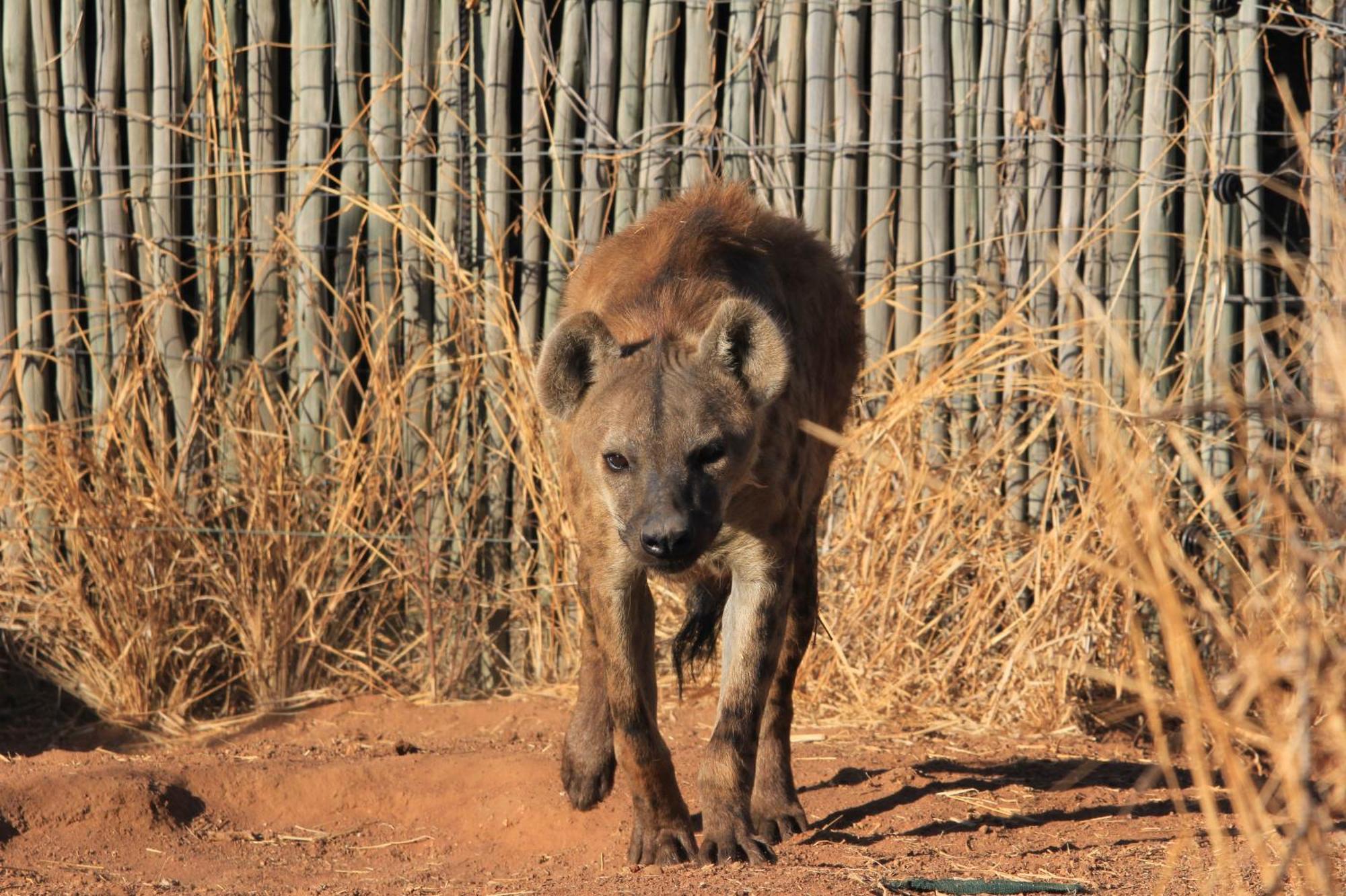 Simba Safaris African Pride Exotic Lodge Lephalale Bagian luar foto