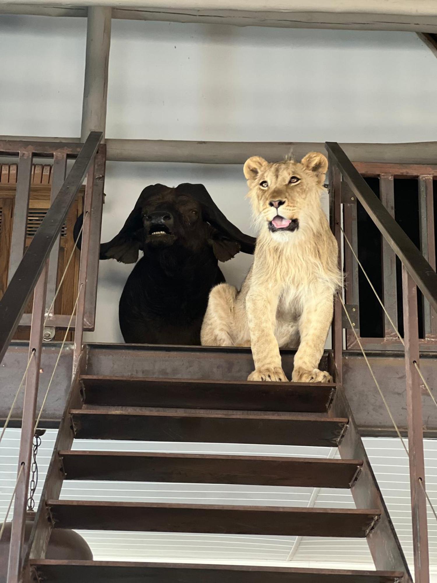 Simba Safaris African Pride Exotic Lodge Lephalale Bagian luar foto