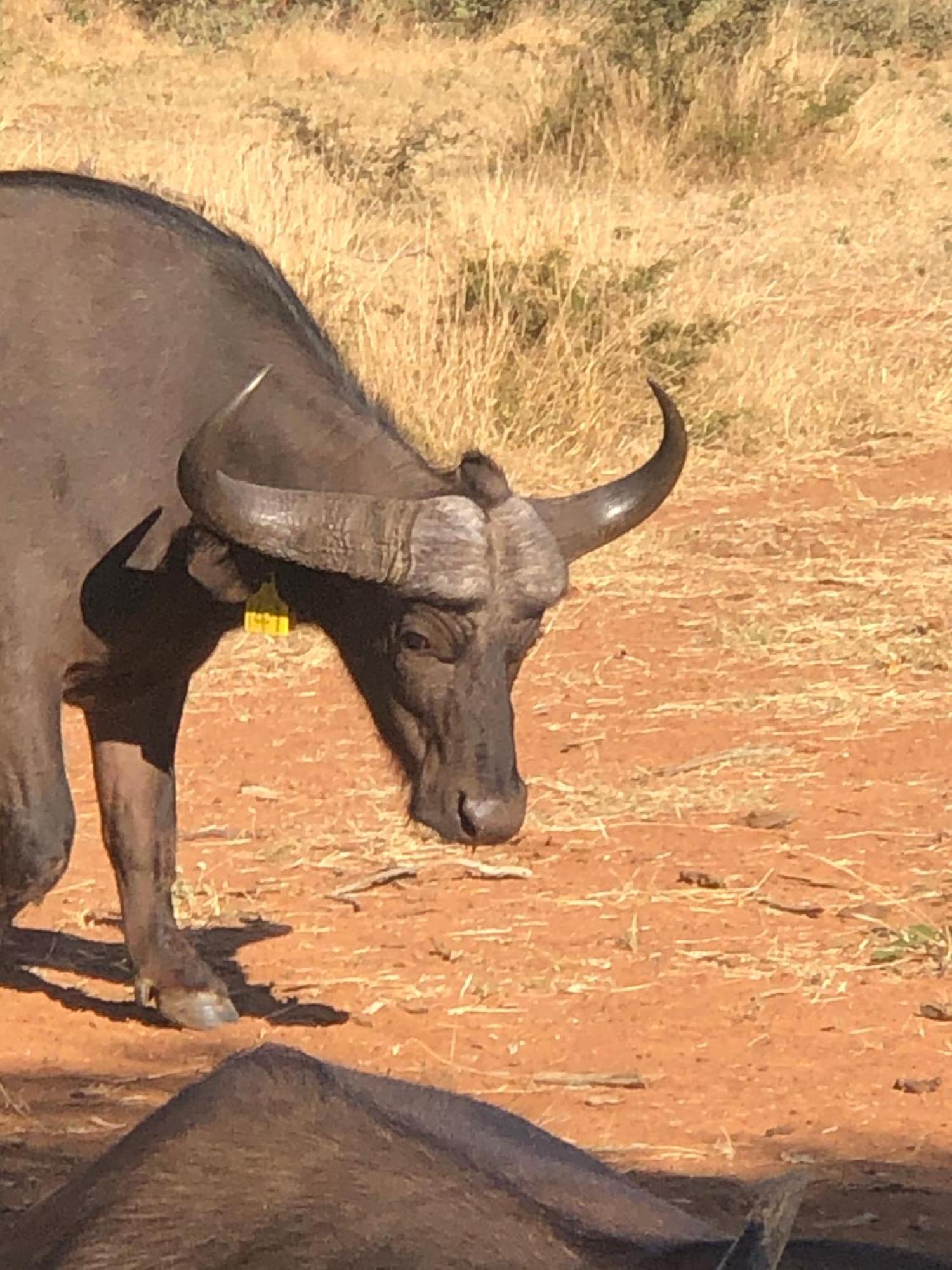 Simba Safaris African Pride Exotic Lodge Lephalale Bagian luar foto