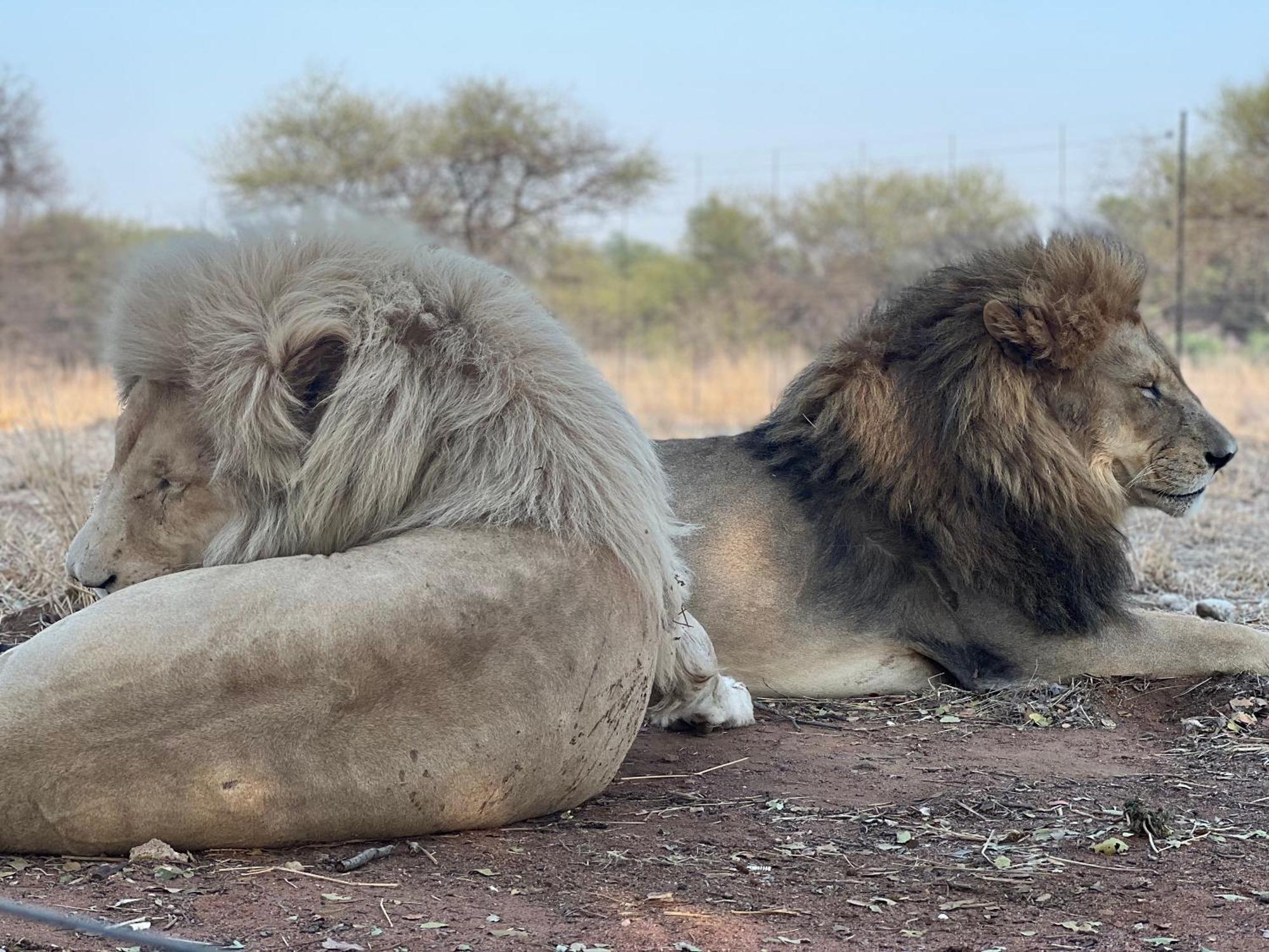 Simba Safaris African Pride Exotic Lodge Lephalale Bagian luar foto