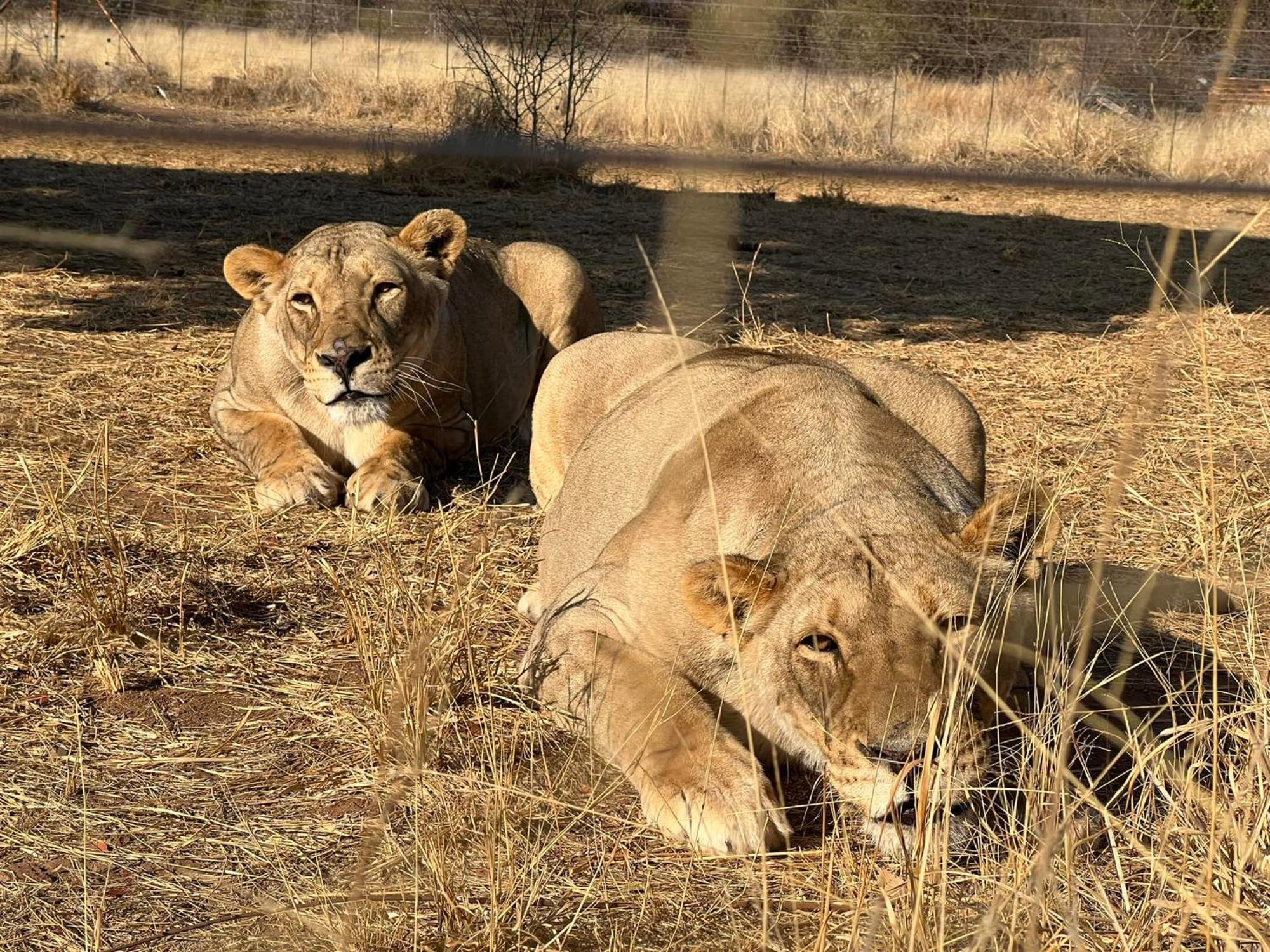 Simba Safaris African Pride Exotic Lodge Lephalale Bagian luar foto